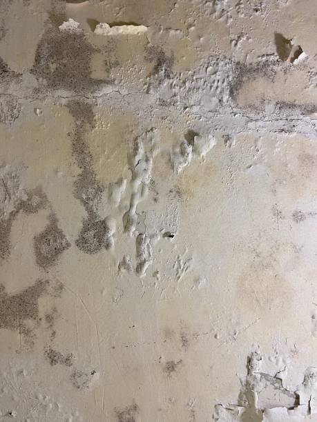 Best Mold Testing  in Oreland, PA